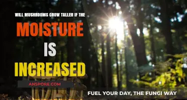 Boosting Mushroom Height: The Impact of Increased Moisture Levels