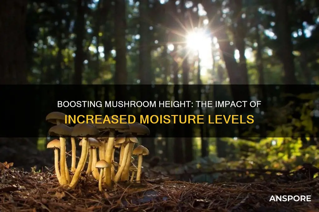 will mushrooms grow taller if the moisture is increased