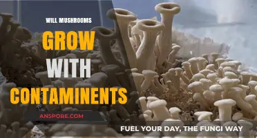Can Mushrooms Thrive in Contaminated Environments? Exploring Growth Challenges
