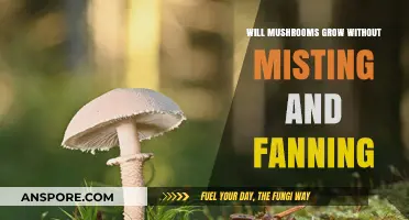 Can Mushrooms Thrive Without Misting and Fanning? Exploring Growth Conditions