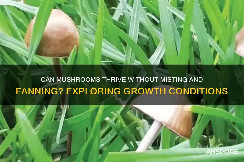 will mushrooms grow without misting and fanning