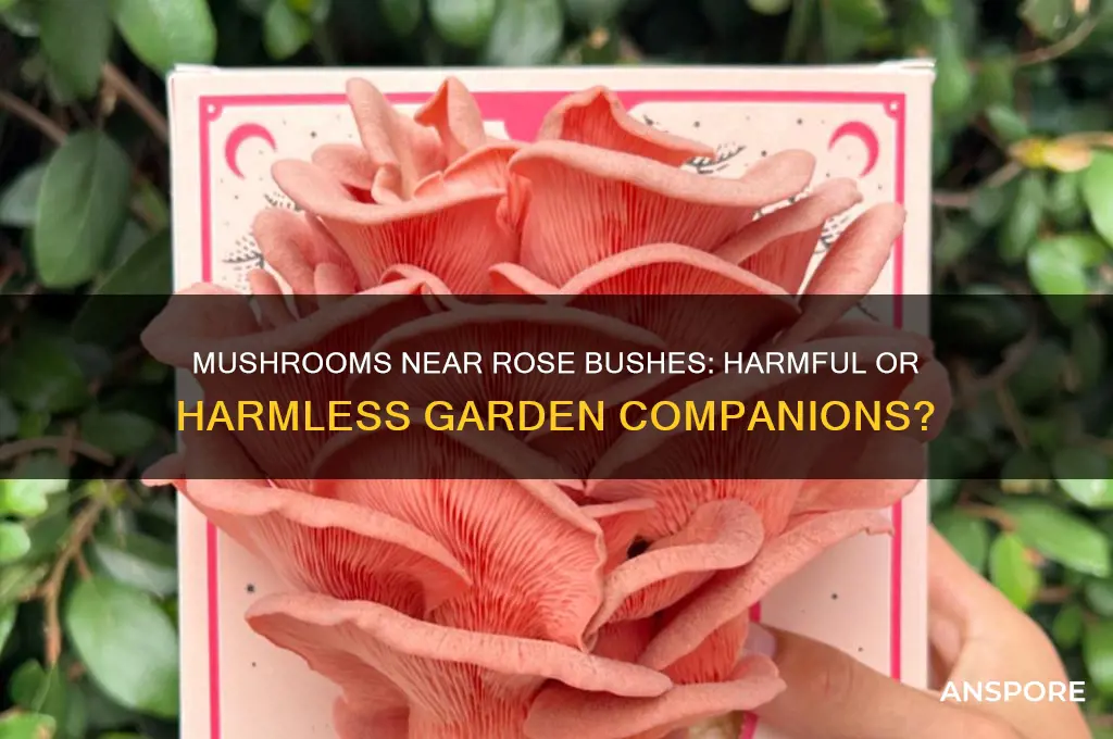 will mushrooms growing around a rose bush hurt it