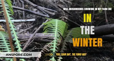 Will Yard Mushrooms Survive Winter? Understanding Seasonal Fungal Behavior