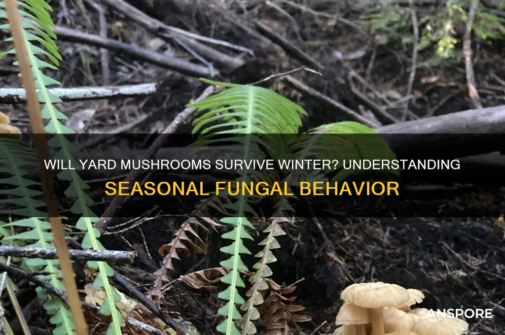 will mushrooms growing in my yard die in the winter