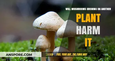 Mushrooms Growing on Plants: Harmful or Harmless Symbiosis?