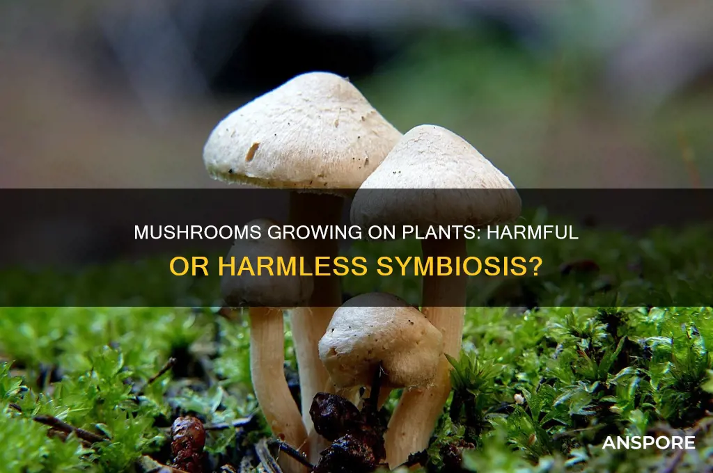 will mushrooms growing on another plant harm it