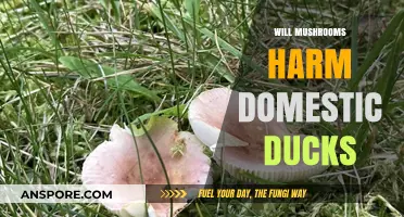 Mushrooms and Ducks: Are They a Toxic Treat?