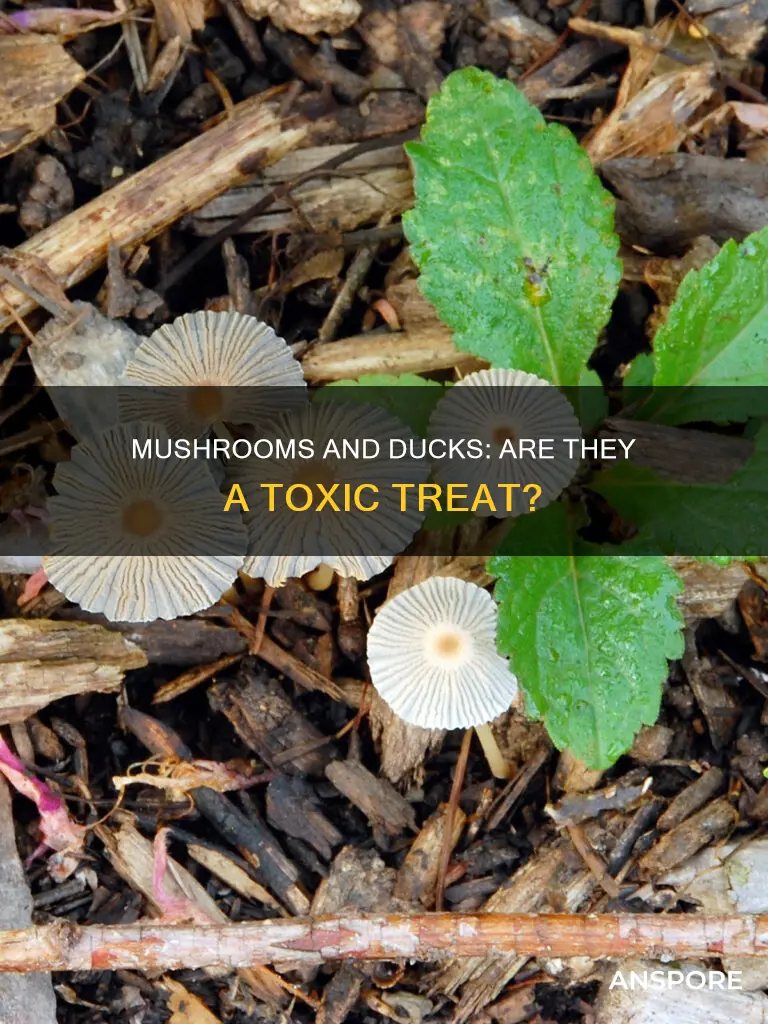 will mushrooms harm domestic ducks