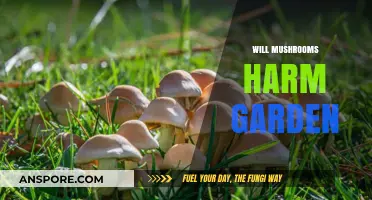Mushrooms in the Garden: Friend or Foe?