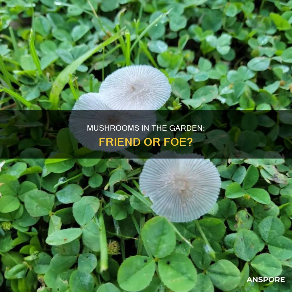 will mushrooms harm garden