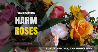Mushrooms and Roses: A Gardener's Guide to Avoiding Harm