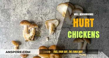 Can Chickens Eat Mushrooms?