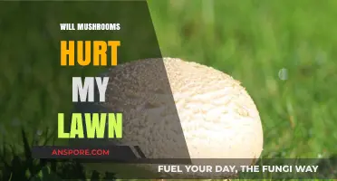 Mushrooms in Your Lawn: Friend or Foe?