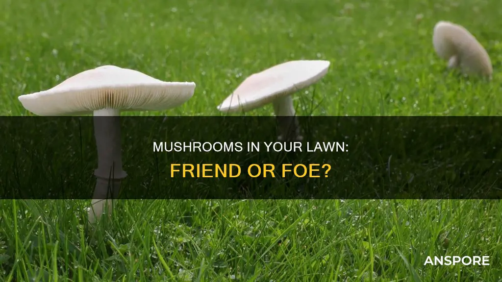 will mushrooms hurt my lawn
