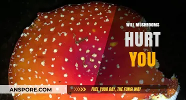 Mushrooms: Are They Safe to Eat?