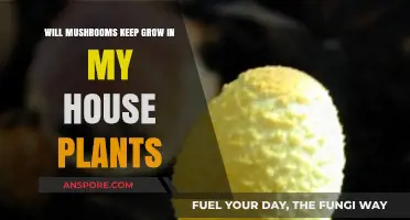 Can Mushrooms Thrive in Your Indoor House Plants? Find Out Here