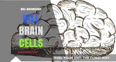 Mushrooms: Brain Cell Killers or Cognitive Enhancers?