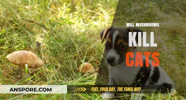 Mushrooms: Are They a Silent Killer for Cats?