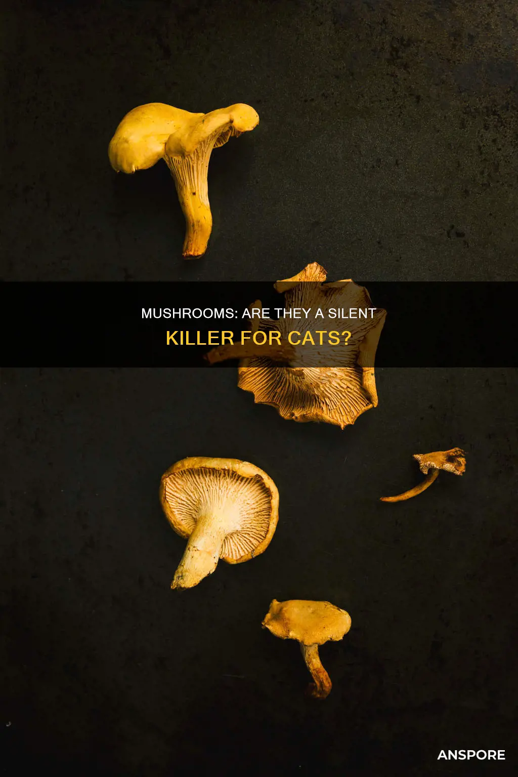 will mushrooms kill cats