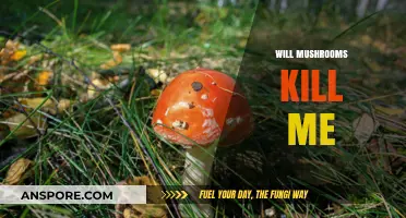 Mushrooms: Toxicity, Poisoning, and Death