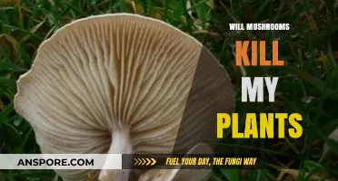 Mushrooms: Friend or Foe to Your Garden?