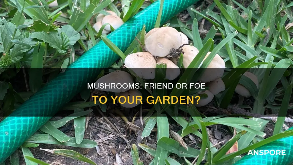 will mushrooms kill my plants