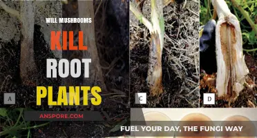 Mushrooms: Friend or Foe to Root Plants?