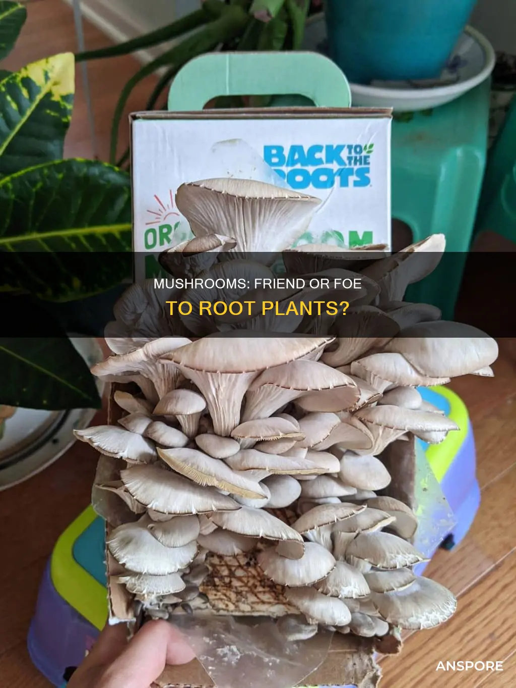 will mushrooms kill root plants