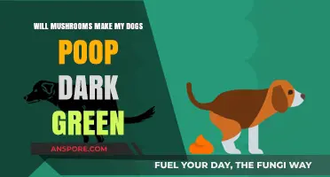 Mushrooms and Dogs: Understanding Dark Green Poop Concerns