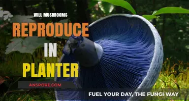 Mushroom Reproduction in Planters: Is it Possible?