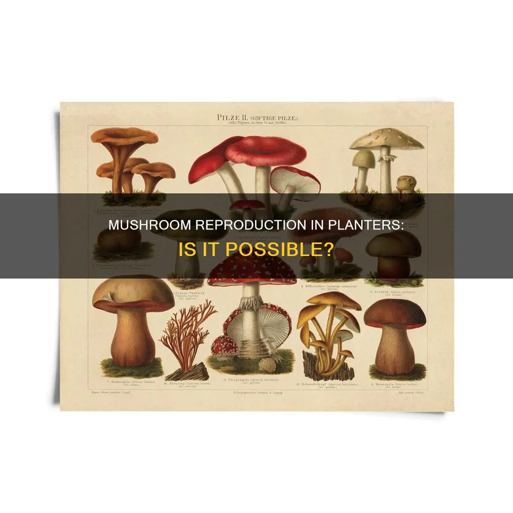 will mushrooms reproduce in planter