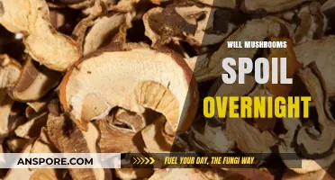 Mushroom Storage: Overnight Spoilage and How to Prevent It