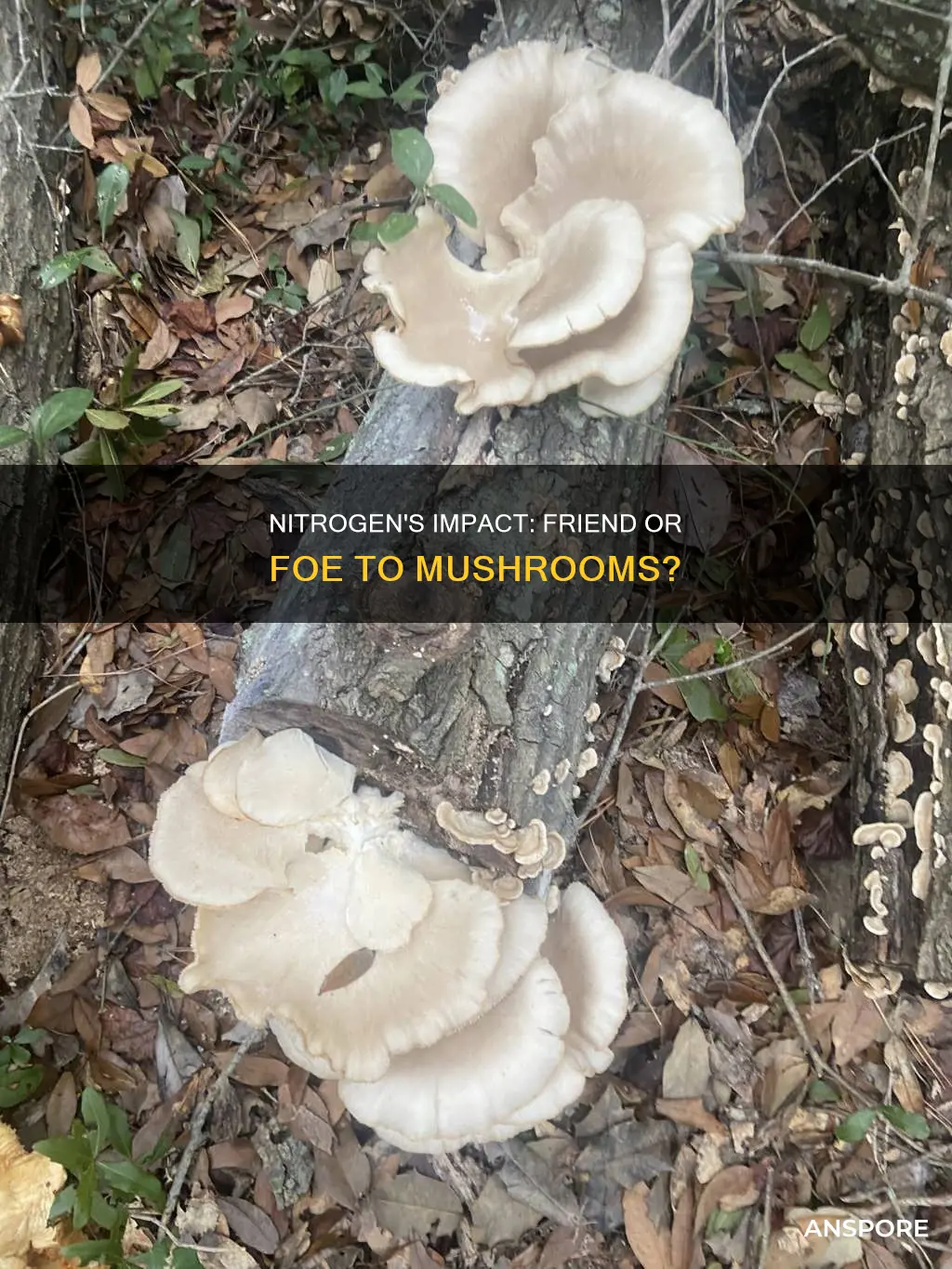 will nitrogen kill mushrooms