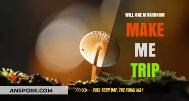Can a Single Mushroom Induce a Psychedelic Trip? Exploring the Facts