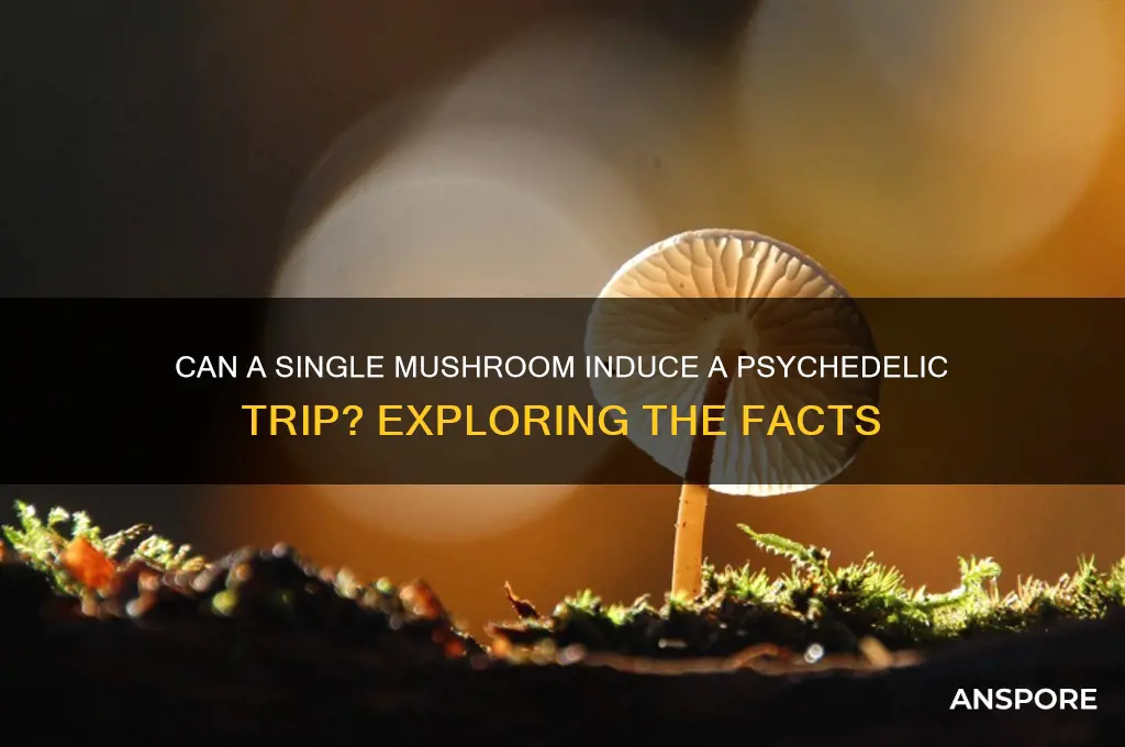 will one mushroom make me trip