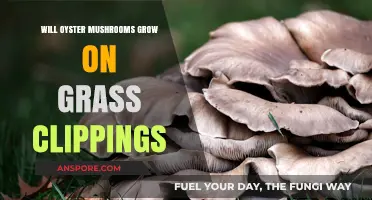 Can Oyster Mushrooms Thrive on Grass Clippings? A Growing Guide
