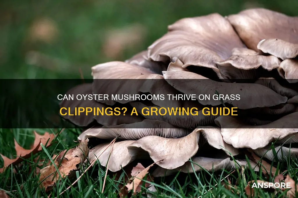 will oyster mushrooms grow on grass clippings
