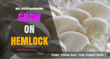 Can Oyster Mushrooms Thrive on Hemlock Wood? A Cultivation Guide