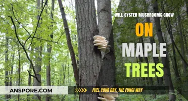 Can Oyster Mushrooms Thrive on Maple Trees? Exploring Cultivation Possibilities