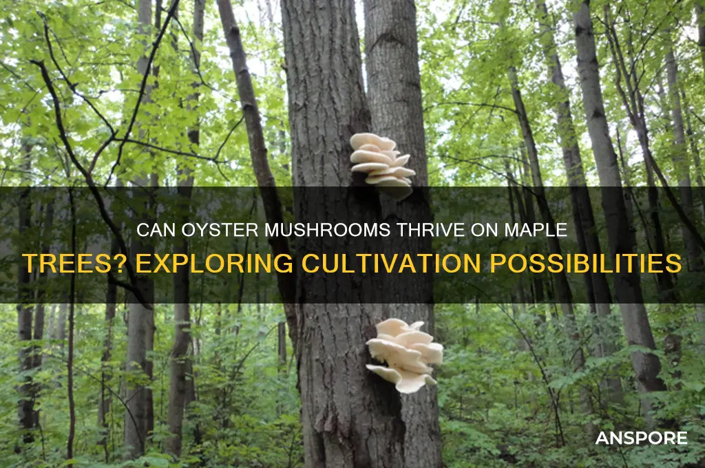 will oyster mushrooms grow on maple trees