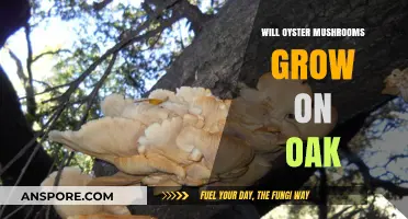 Can Oyster Mushrooms Thrive on Oak Trees? A Cultivation Guide