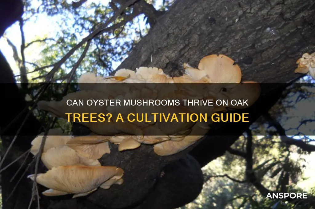 will oyster mushrooms grow on oak