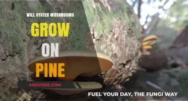 Can Oyster Mushrooms Thrive on Pine Wood? A Cultivation Guide
