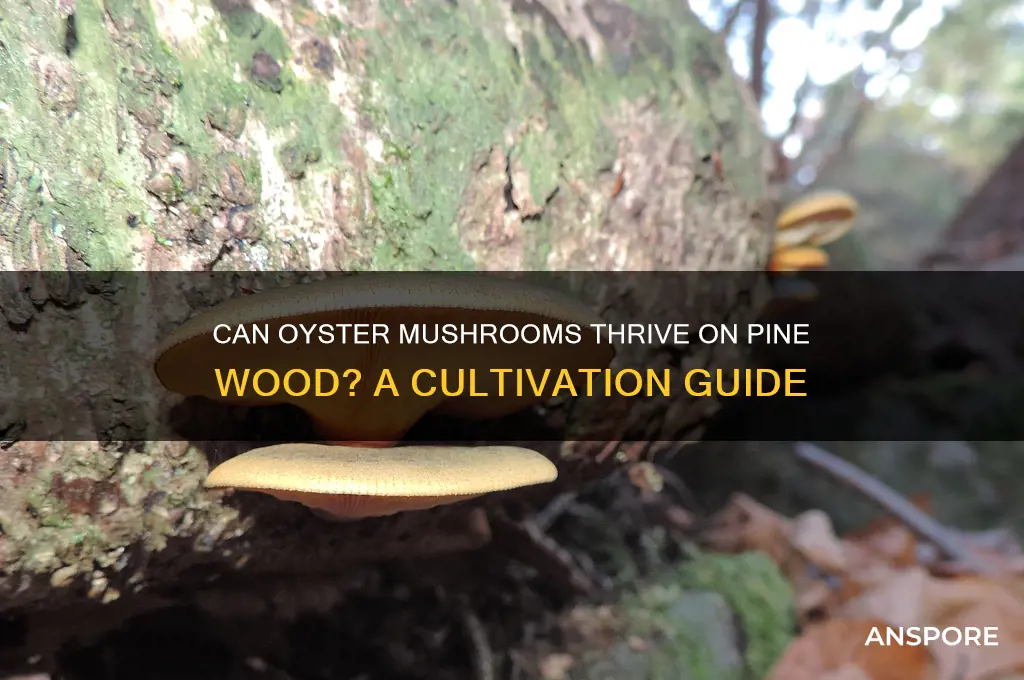 will oyster mushrooms grow on pine