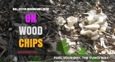 Can Oyster Mushrooms Thrive on Wood Chips? A Cultivation Guide