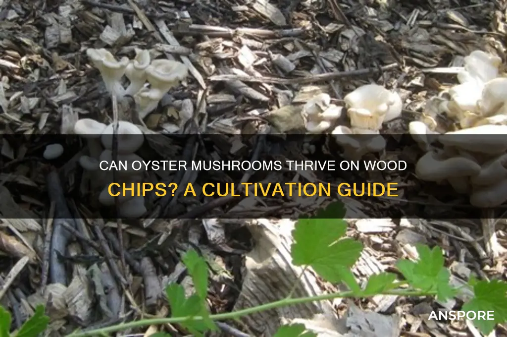 will oyster mushrooms grow on wood chips