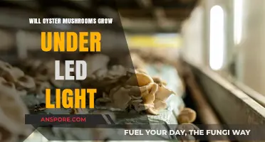 Can Oyster Mushrooms Thrive Under LED Lighting? A Grower's Guide