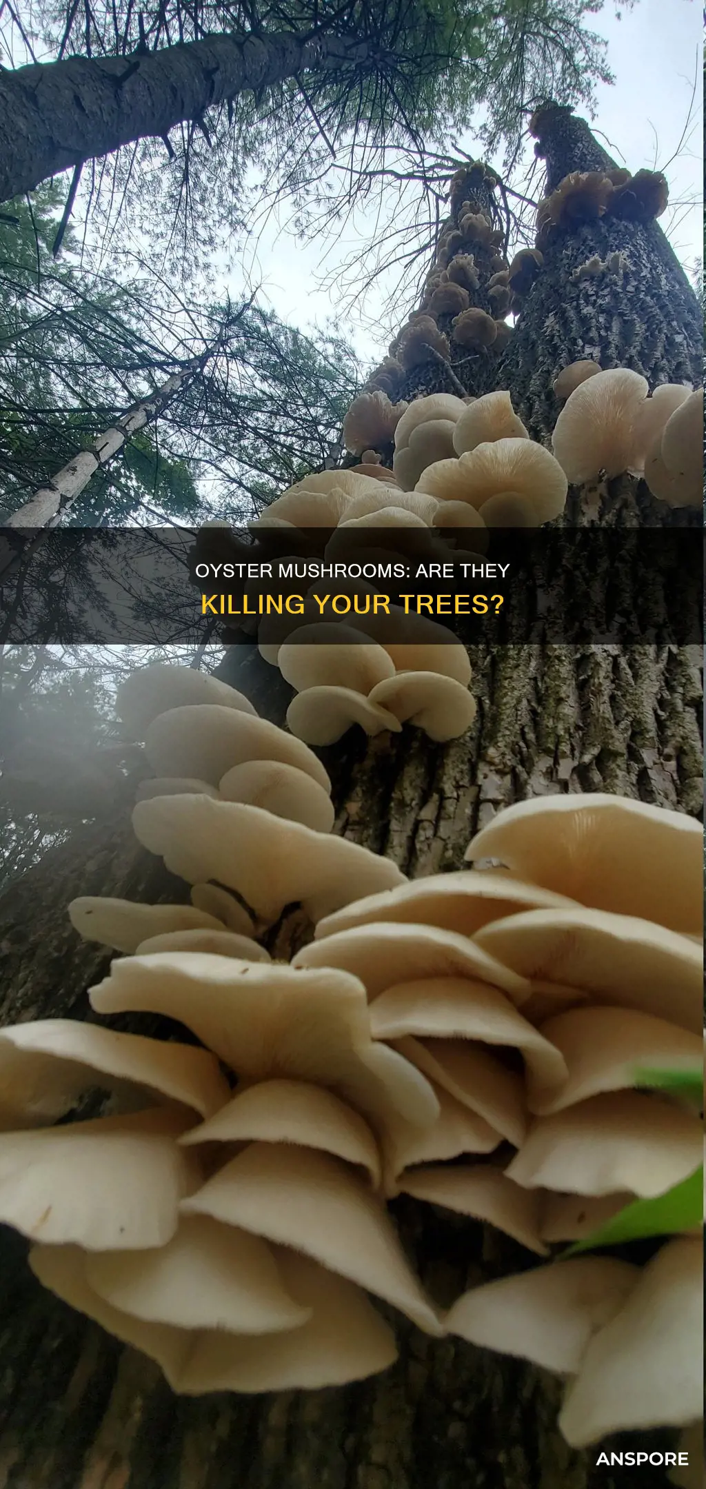 will oyster mushrooms kill trees