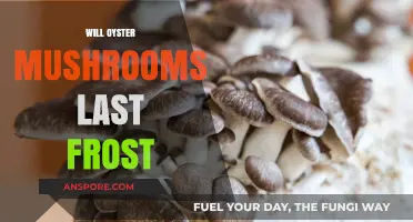 Oyster Mushrooms: Surviving the Last Frost