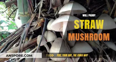 Paddy Straw Mushrooms: A Comprehensive Guide to Cultivation